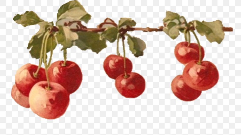Painting Image 0 Cherries Fruit, PNG, 768x462px, 2018, Painting, Acerola, Acerola Family, Apple Download Free