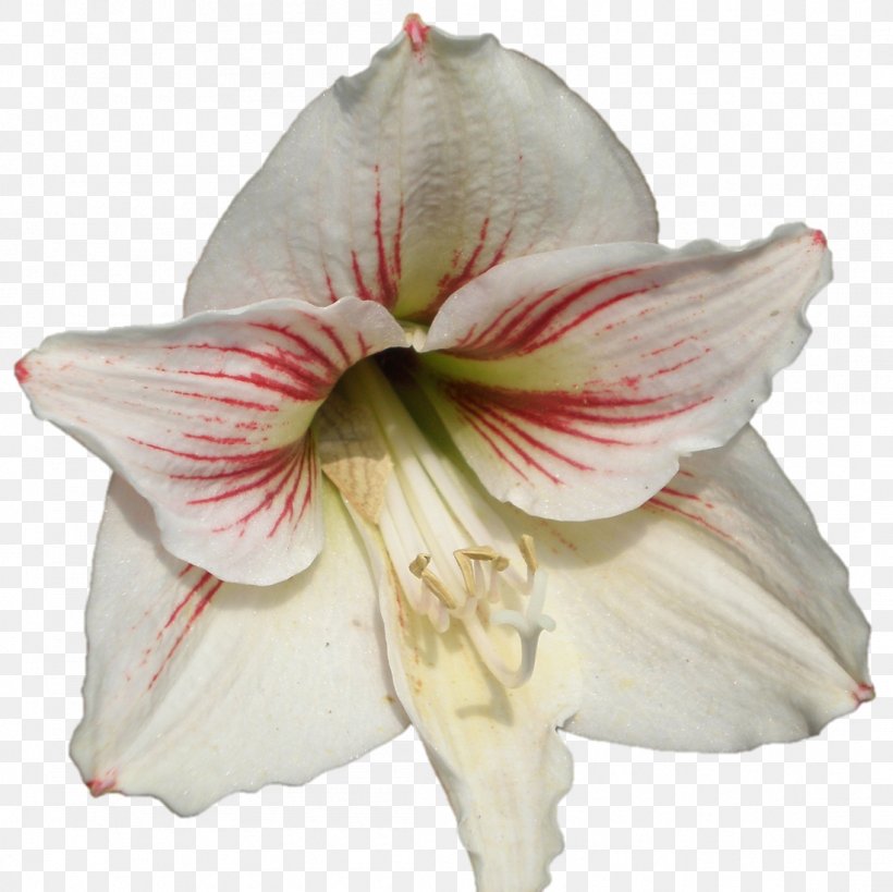Amaryllis Jersey Lily Cut Flowers Petal Belladonna, PNG, 1099x1098px, Amaryllis, Amaryllis Belladonna, Amaryllis Family, Belladonna, Cut Flowers Download Free