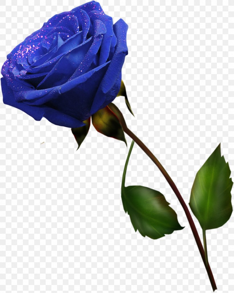 Blue Rose Cut Flowers Garden Roses Purple, PNG, 950x1192px, Blue Rose, Blue, Bud, Centifolia Roses, Cut Flowers Download Free