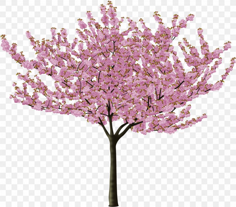 Cherry Blossom Tree Drawing Png 2506x20px Cherry Blossom Artificial Flower Blossom Branch Cherries Download Free