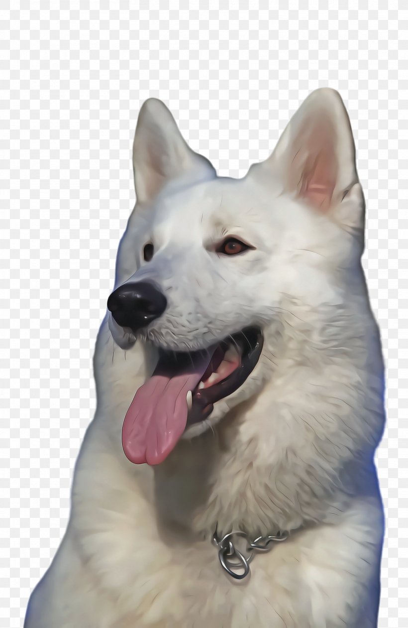 Cute Dog, PNG, 1612x2480px, Cute Dog, Ancient Dog Breeds, Animal, Berger Blanc Suisse, Breed Download Free