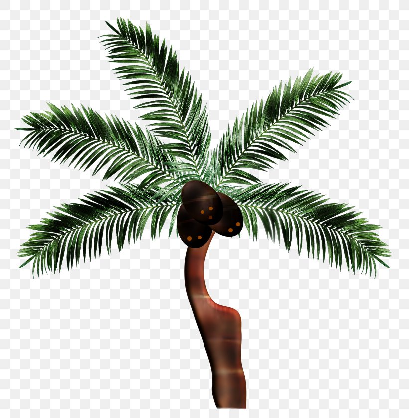 Asian Palmyra Palm Coconut Date Palm Arecaceae Borassus, PNG, 816x839px, Asian Palmyra Palm, Arecaceae, Arecales, Borassus, Borassus Flabellifer Download Free