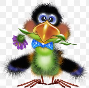 Bird - Bird Illustrations Clip Art Drawing PNG