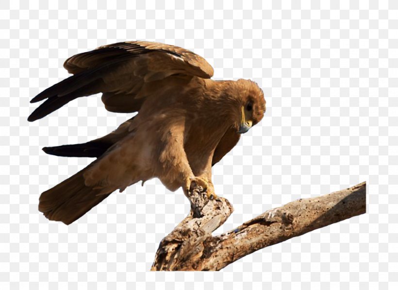 Bird Of Prey Vulture Hawk, PNG, 1024x746px, Bird, Animal, Art, Beak, Bird Of Prey Download Free