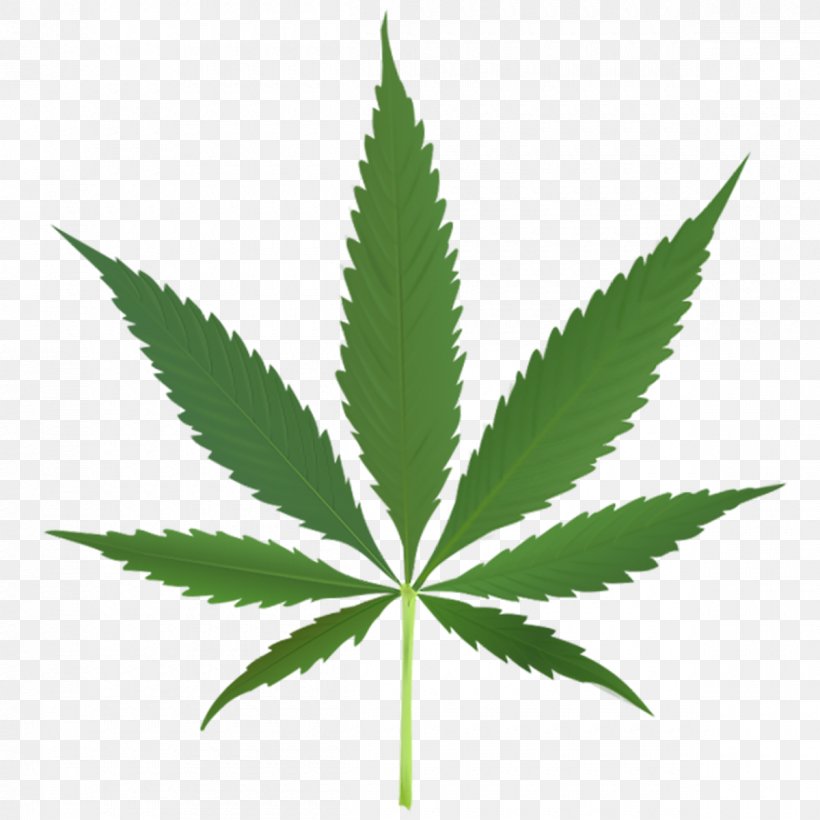 Cannabis Sativa Marijuana Medical Cannabis Leaf, PNG, 1200x1200px, Cannabis Sativa, Bong, Cannabidiol, Cannabinoid, Cannabinol Download Free