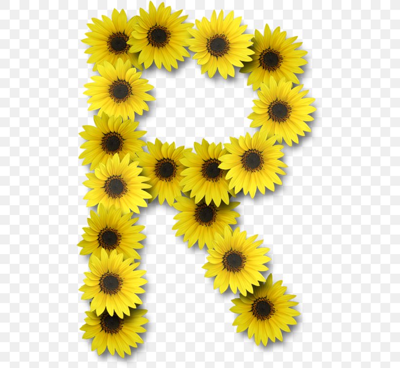 Common Sunflower Letter Alphabet, PNG, 508x753px, Common Sunflower, Alphabet, Daisy Family, Flower, Flowering Plant Download Free