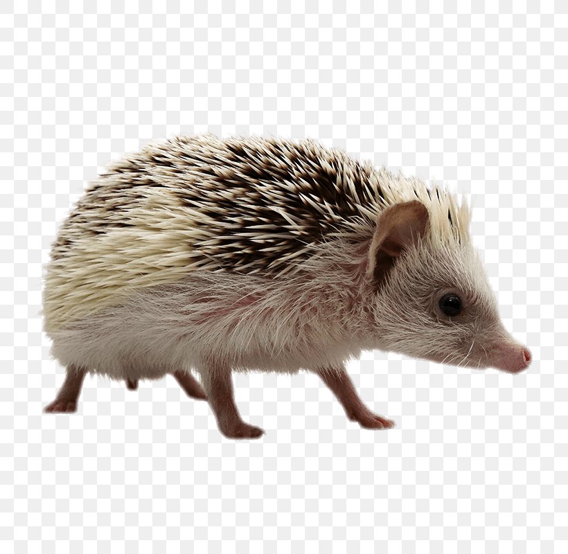 Domesticated Hedgehog Porcupine Domestication Fauna, PNG, 800x800px, Domesticated Hedgehog, Domestication, Erinaceidae, Fauna, Fur Download Free