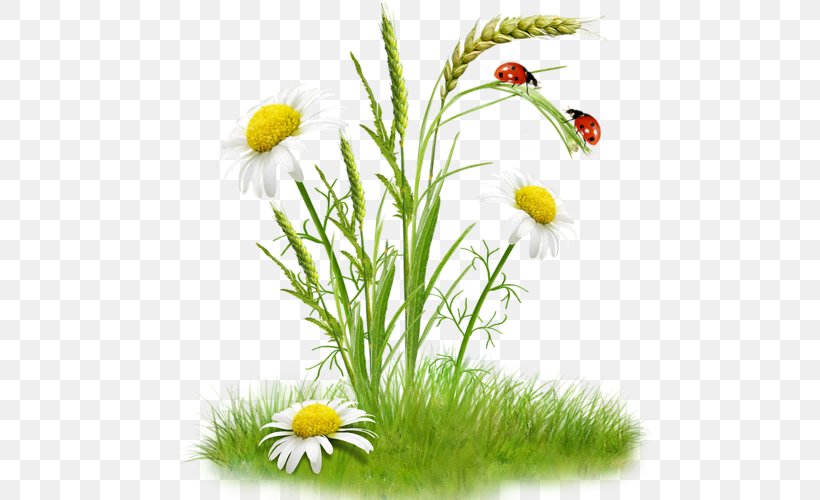Flower Bouquet Chamomile Clip Art, PNG, 500x500px, Flower, Aster, Chamaemelum Nobile, Chamomile, Daisy Download Free