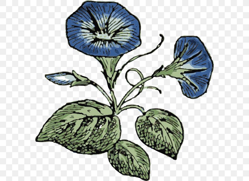 Ipomoea Indica Morning Glory Clip Art, PNG, 588x595px, Ipomoea Indica, Drawing, Flora, Flower, Flowering Plant Download Free