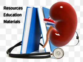 Kidney - Obesity Medicine Medical Library Medical Education PNG