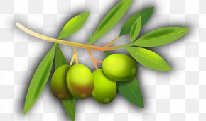 Olive - Olive Oil Hair Clipper Shaving PNG