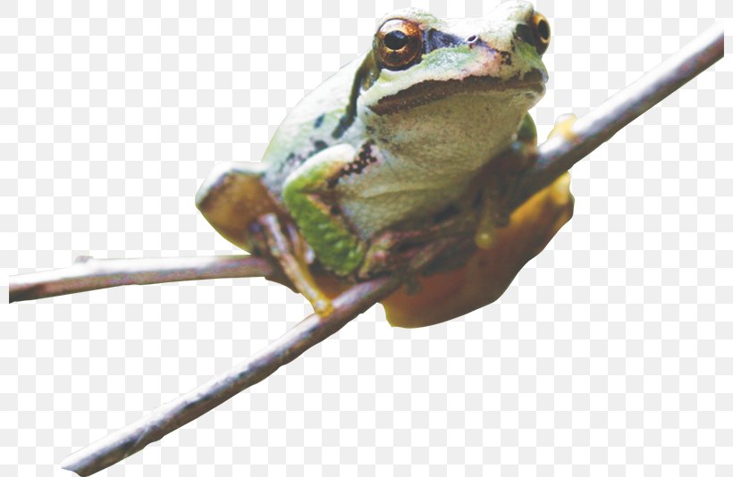 True Frog Tree Frog Toad, PNG, 800x534px, True Frog, Amphibian, Frog, Organism, Ranidae Download Free