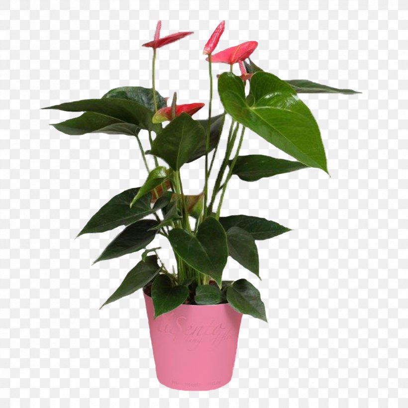 Cut Flowers Flowerpot Houseplant Plant Stem Leaf, PNG, 1165x1165px, Cut Flowers, Flora, Flower, Flowerpot, Houseplant Download Free