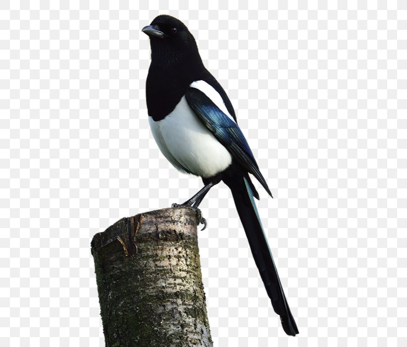 Eurasian Magpie Bird Mealworm Crow Family, PNG, 640x700px, Eurasian Magpie, Beak, Bird, Crow Family, Crow Like Bird Download Free