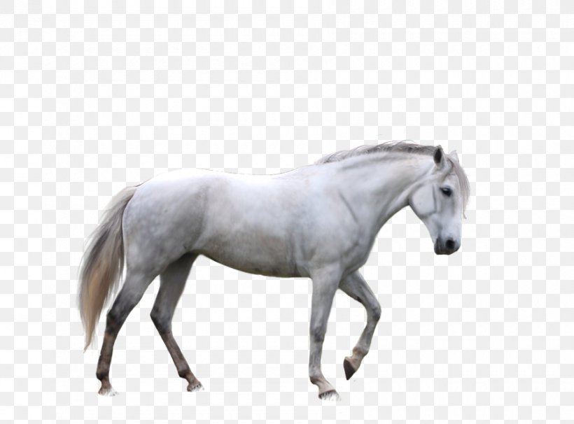 Horse Desktop Wallpaper Clip Art, PNG, 900x666px, Horse, Bridle, Horse Like Mammal, Horse Tack, Image Resolution Download Free
