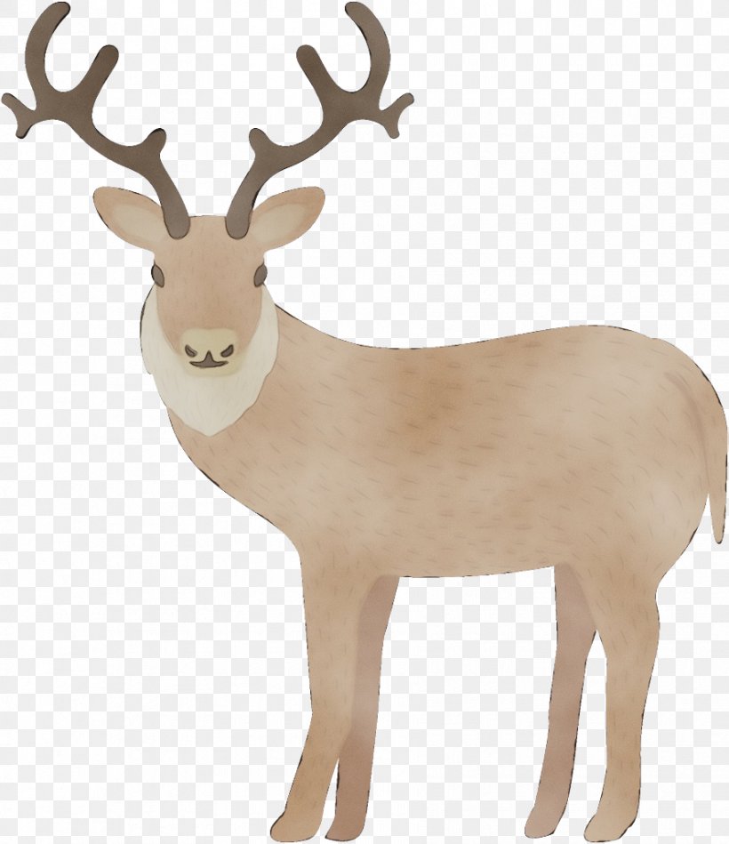 Reindeer, PNG, 888x1028px, Watercolor, Animal Figure, Antelope, Antler, Deer Download Free
