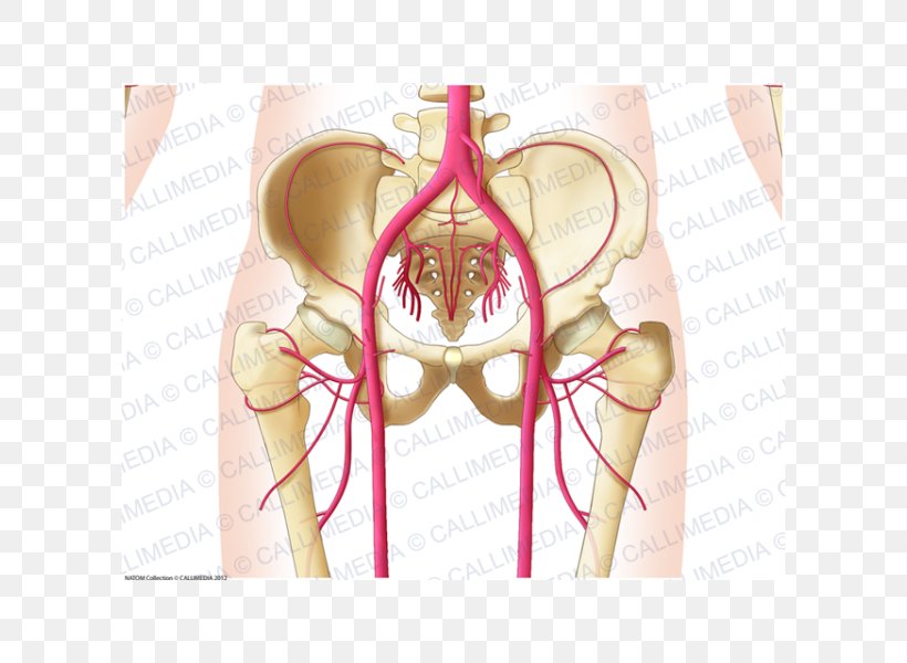 Artery Blood Vessel Shoulder Nerve, PNG, 600x600px, Watercolor, Cartoon, Flower, Frame, Heart Download Free