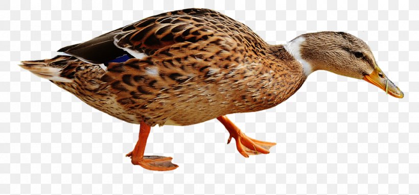 Domestic Duck Mallard Bird, PNG, 960x448px, Duck, Animal Figure, Beak, Bird, Domestic Duck Download Free