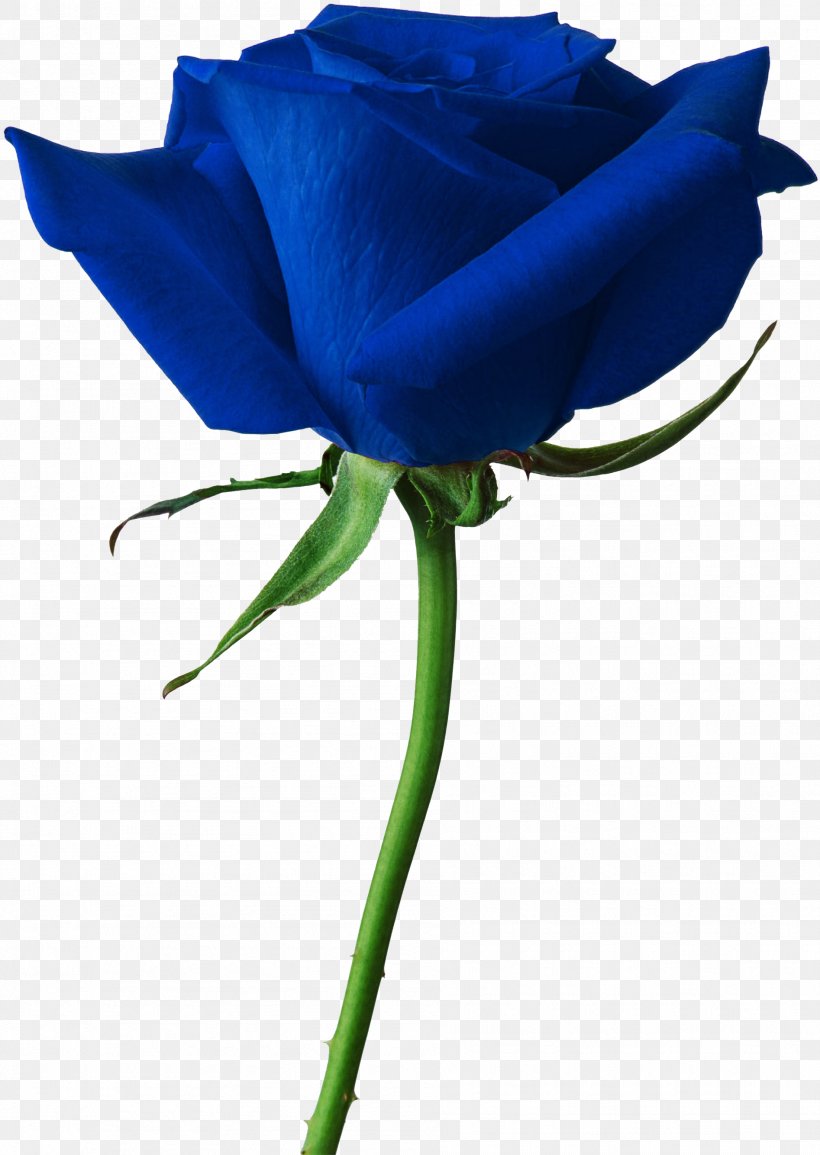 Rose Desktop Wallpaper Clip Art, PNG, 1894x2669px, Rose, Blue, Blue Rose, Bud, Cobalt Blue Download Free