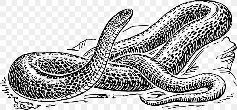 Snake Drawing Green Anaconda Reptile Clip Art, PNG, 2400x1116px, Snake, Anaconda, Automotive Design, Black And White, Black Rat Snake Download Free
