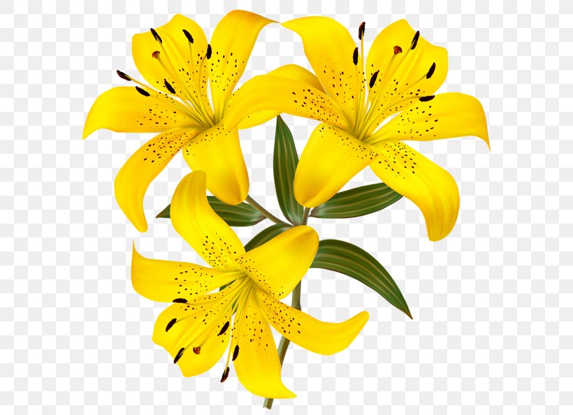 Tiger Lily Flower Yellow Clip Art, PNG, 600x594px, Tiger Lily, Alstroemeriaceae, Arumlily, Calla Lily, Cut Flowers Download Free
