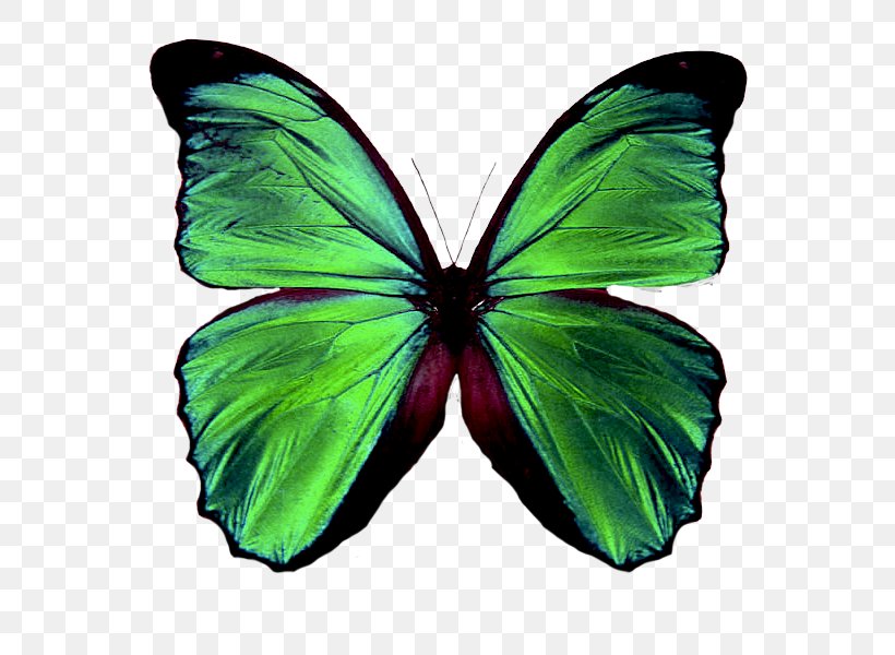 Butterfly Insect Green Brush-footed Butterflies Rockingham Psychology, PNG, 663x600px, Butterfly, Arthropod, Brush Footed Butterfly, Brushfooted Butterflies, Butterflies And Moths Download Free