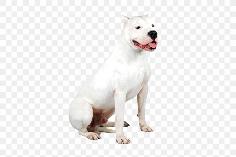 Dogo Argentino Dog Breed Guatemalan Dogo Pit Bull Staffordshire Bull Terrier, PNG, 1170x780px, Dogo Argentino, Argentina, Breed, Breed Group Dog, Carnivoran Download Free