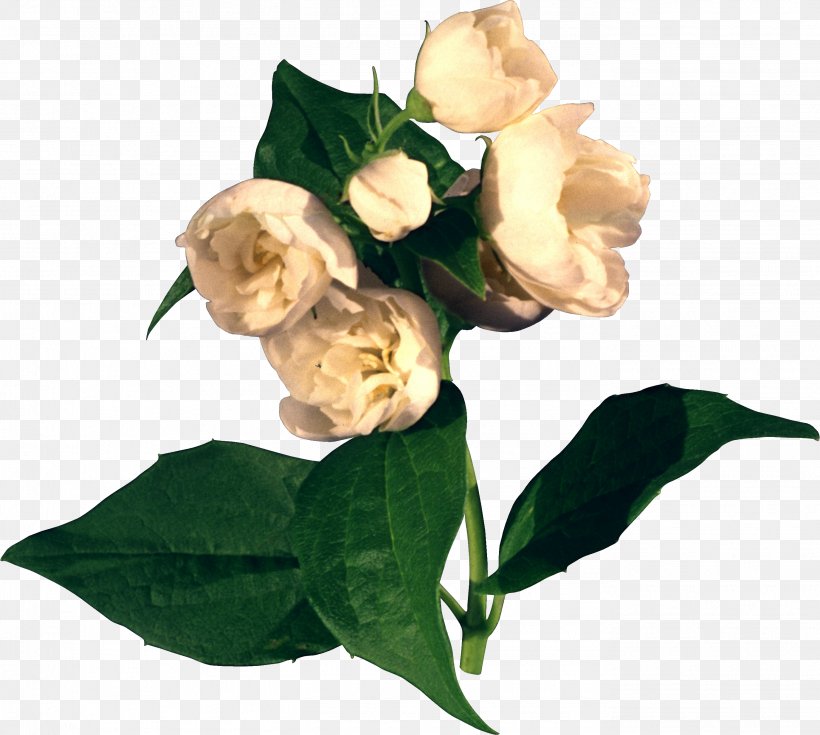 Flower Nature PhotoScape, PNG, 2751x2469px, Flower, Arabian Jasmine, Cut Flowers, Flowering Plant, Gimp Download Free
