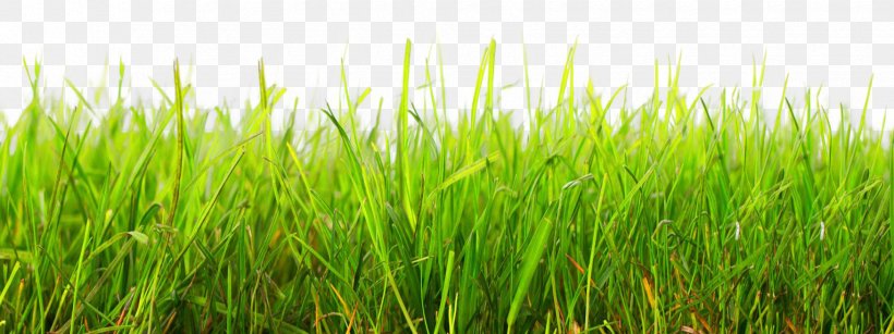 Cartoon Clip Art, PNG, 1750x656px, Lawn, Animation, Chrysopogon Zizanioides, Commodity, Field Download Free