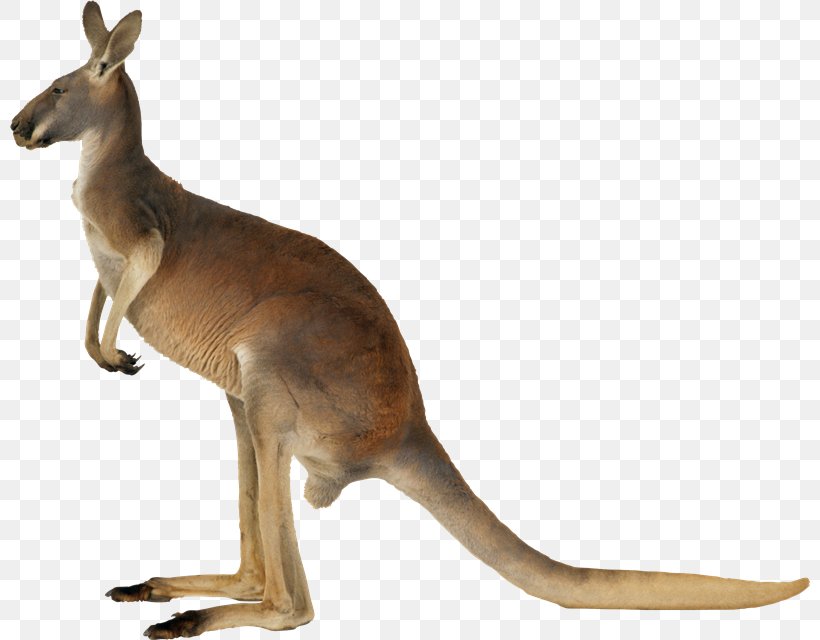 Kangaroo Koala Clip Art, PNG, 800x640px, Kangaroo, Animal Figure, Drawing, Fauna, Kangaroo Word Download Free