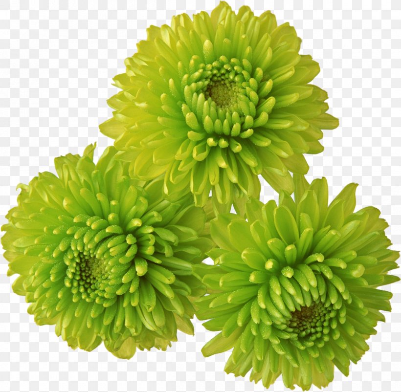 Chrysanthemum Flower Clip Art, PNG, 1200x1174px, Chrysanthemum, Chrysanths, Daisy, Daisy Family, Flower Download Free