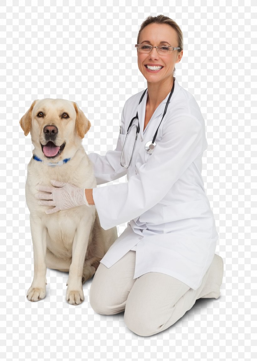 Dog Breed LinkedIn Afacere Veterinarian Puppy, PNG, 1111x1556px, Dog Breed, Accounting, Afacere, Carnivoran, Companion Dog Download Free