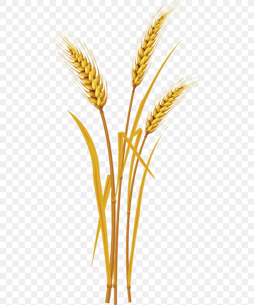 Clip Art Cereal Ear Grain, PNG, 480x984px, Cereal, Barley, Caryopsis, Cereal Germ, Commodity Download Free
