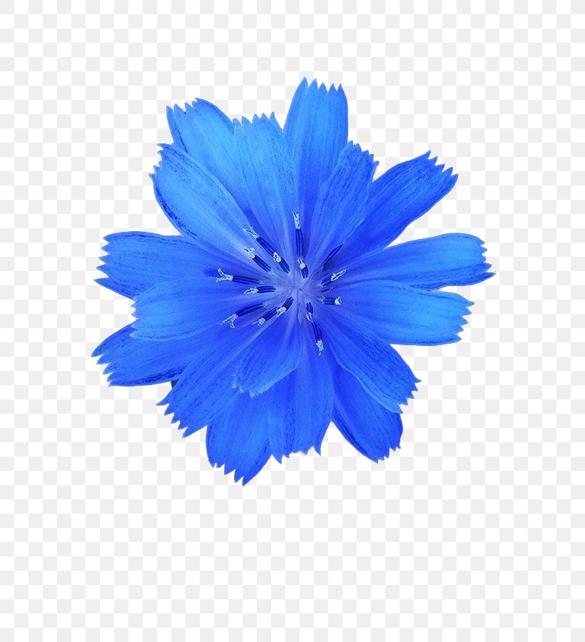 Blue Stock Photography White Flower, PNG, 600x900px, Blue, Chicory, Cobalt Blue, Depositphotos, Electric Blue Download Free