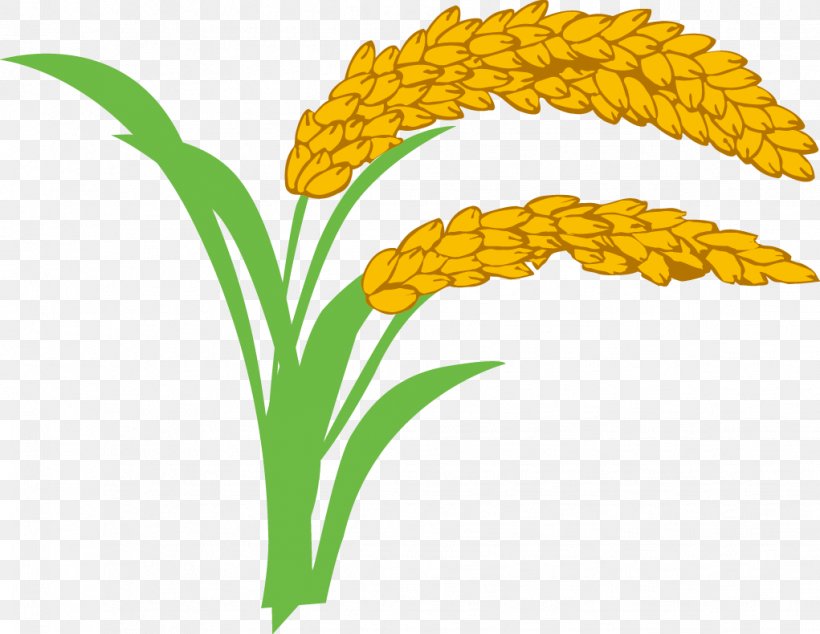 Rice Oryza Sativa Wheat Clip Art, PNG, 1021x790px, Rice, Cartoon, Commodity, Flower, Grass Download Free