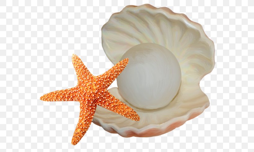 Seashell Starfish Illustration, PNG, 589x490px, Seashell, Bijou, Conch, Conchology, Drawing Download Free