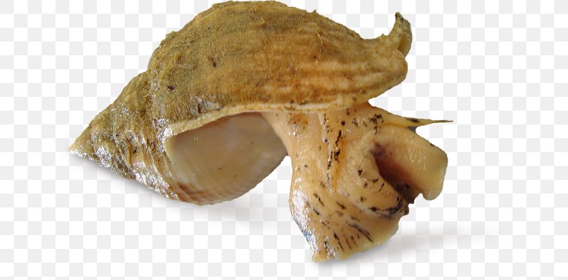 Whelk Buccinum Undatum Buccinidae Seafood Shellfish, PNG, 663x405px, Whelk, Buccinum Undatum, Common Periwinkle, Conch, Dungeness Crab Download Free