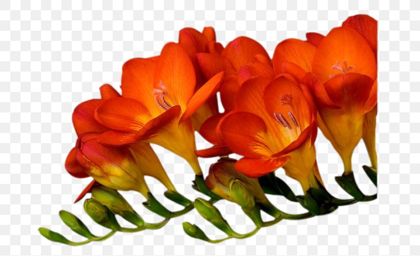 Cut Flowers Petal Floral Design Oyster, PNG, 717x501px, Flower, Cut Flowers, Floral Design, Flowering Plant, Herbaceous Plant Download Free