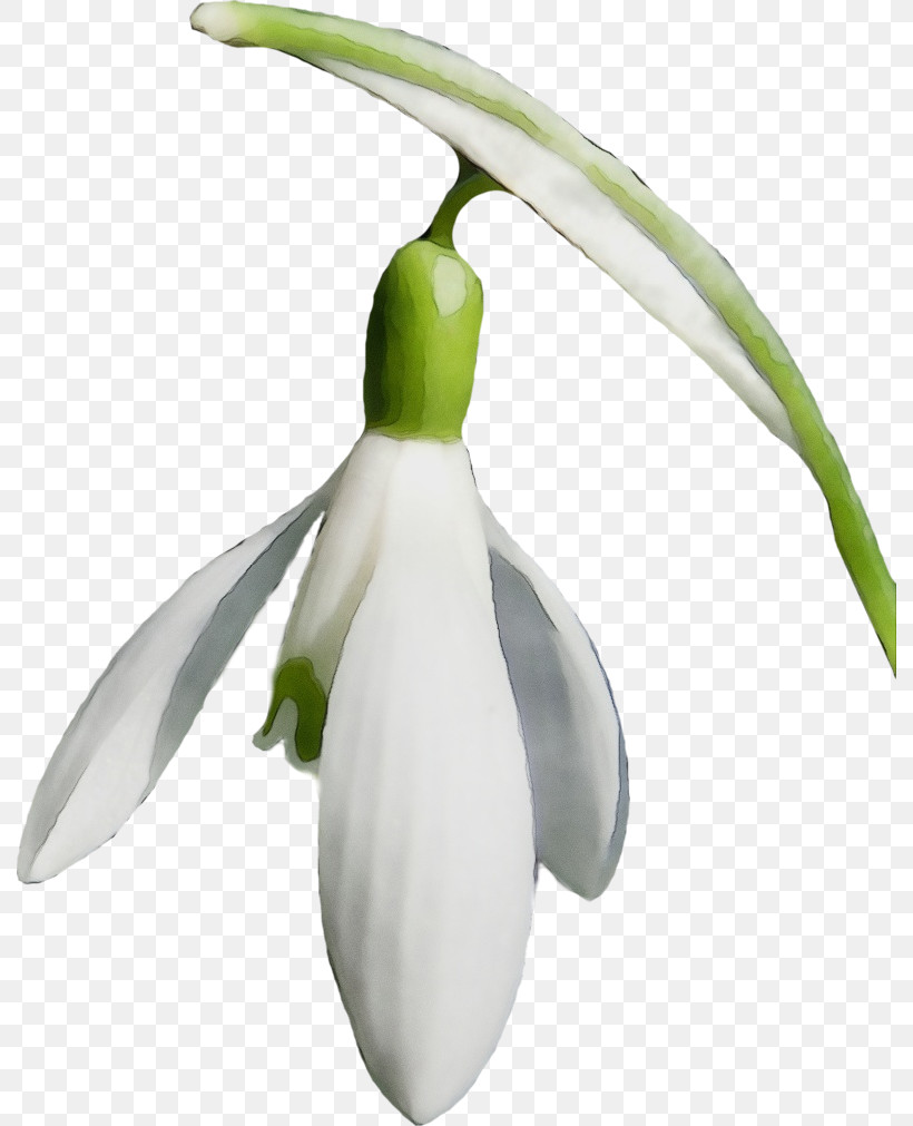Galanthus Snowdrop Flower Plant Summer Snowflake, PNG, 790x1011px, Watercolor, Amaryllis Family, Flower, Galanthus, Paint Download Free