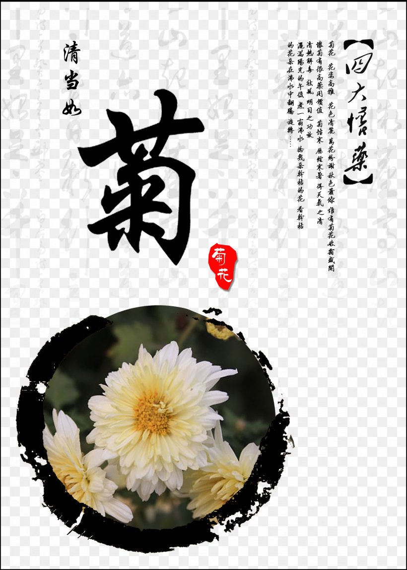 Jiaozuo Chrysanthemum Xd7grandiflorum Chrysanthemum Tea, PNG, 2362x3307px, Jiaozuo, Chrysanthemum, Chrysanthemum Tea, Chrysanthemum Xd7grandiflorum, Flower Download Free