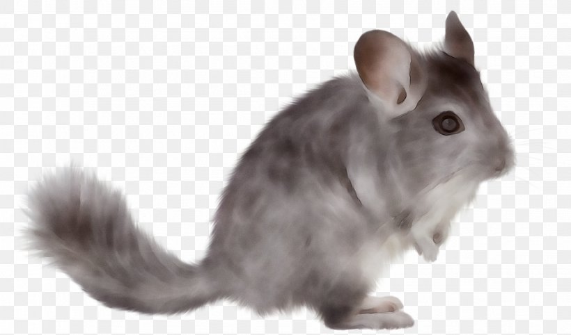 Chinchilla Pest Rat Insecticide Hamster, PNG, 1633x960px, Chinchilla, Animal Husbandry, Biological Pest Control, Community, Diens Download Free