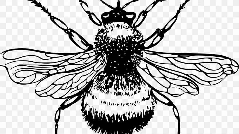 European Dark Bee Drawing Honey Bee Clip Art, PNG, 2000x1125px, Bee, Arthropod, Artwork, Beehive, Black And White Download Free