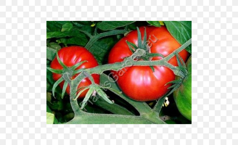 Marmande Tomato Seed Oil Heirloom Tomato Beefsteak Tomato, PNG, 500x500px, Marmande, Beefsteak Tomato, Bush Tomato, Diet Food, Food Download Free