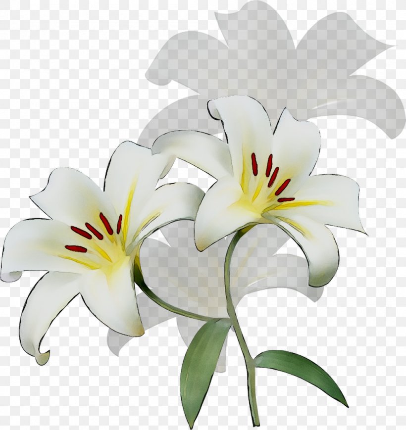 Cut Flowers Daylily Lily M, PNG, 1053x1116px, Cut Flowers, Amaryllis Belladonna, Botany, Daylily, Flower Download Free