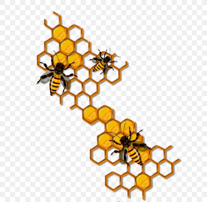 Bee Honeycomb Insect Clip Art, PNG, 636x800px, Bee, Albom, Animal