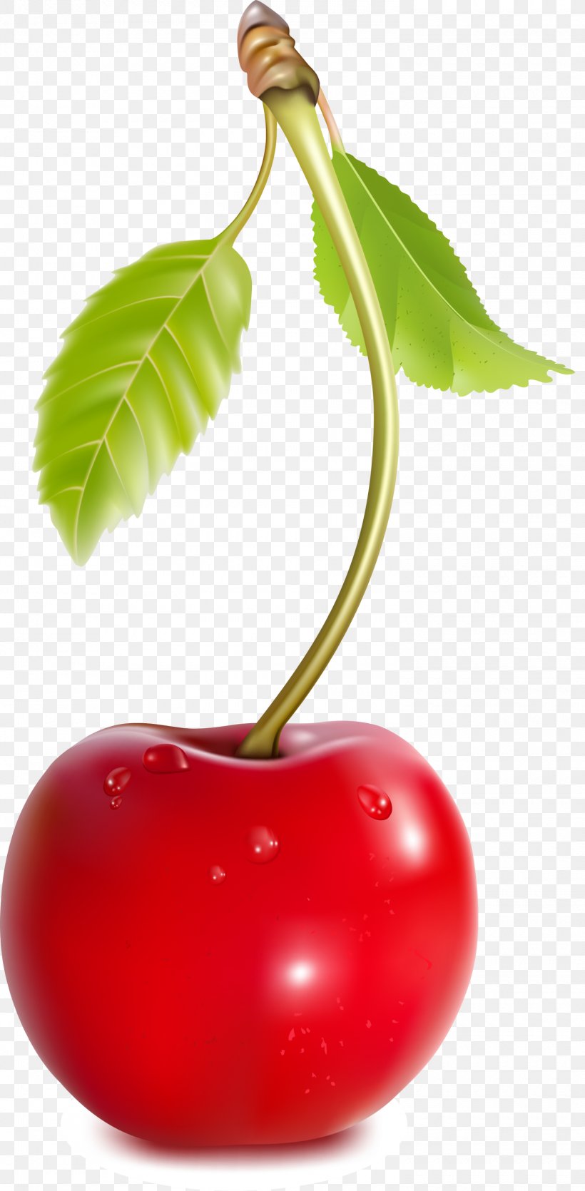 Coca-Cola Cherry Fruit, PNG, 1500x3055px, Cherry, Acerola, Acerola Family, Apple, Auglis Download Free