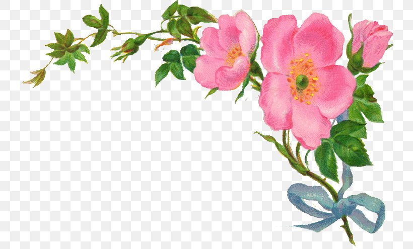 Flower Rose Clip Art, PNG, 745x495px, Flower, Annual Plant, Blossom, Branch, Cut Flowers Download Free