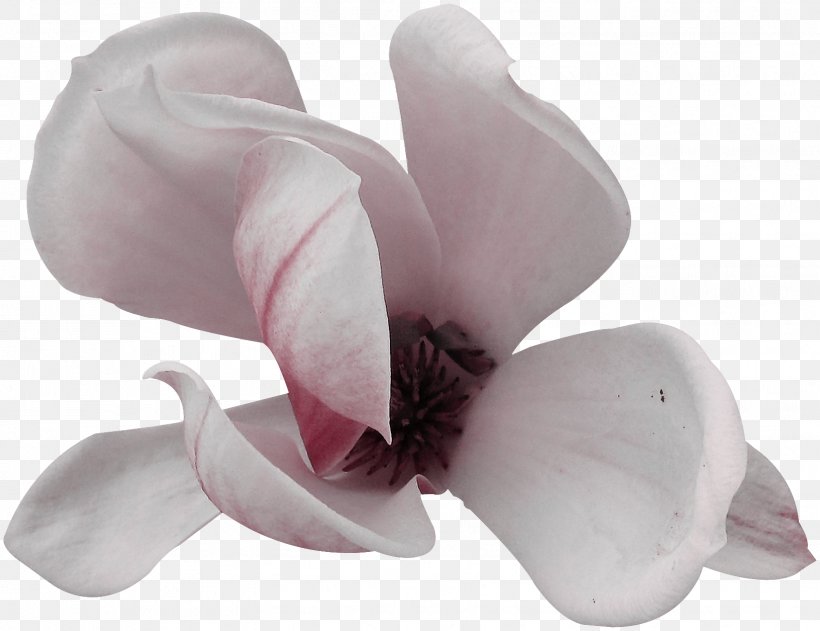 Flowering Plant Magnoliaceae Cut Flowers, PNG, 1628x1254px, Flower, Cut Flowers, Family, Flowering Plant, Herbaceous Plant Download Free