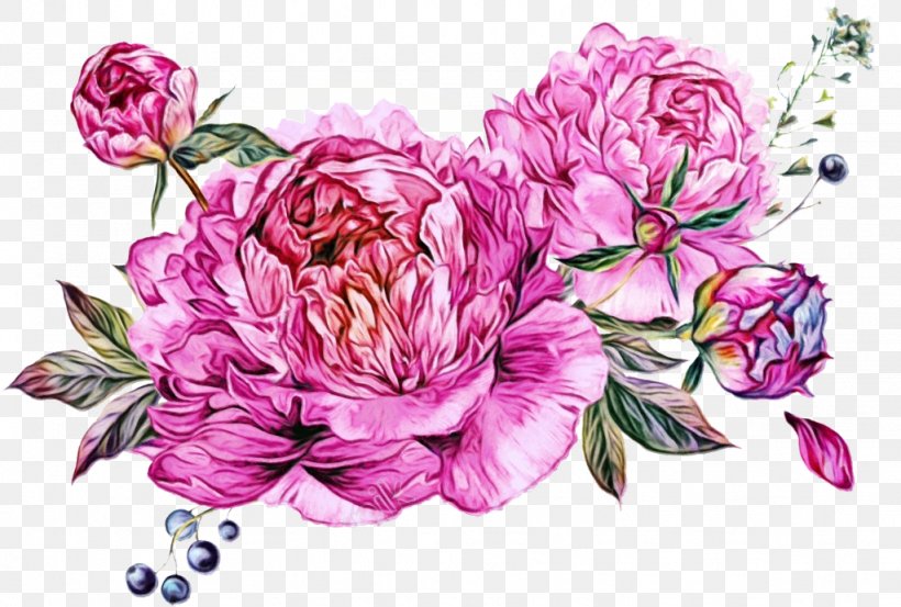 Rose, PNG, 1024x691px, Watercolor, Common Peony, Flower, Flowering Plant, Paint Download Free