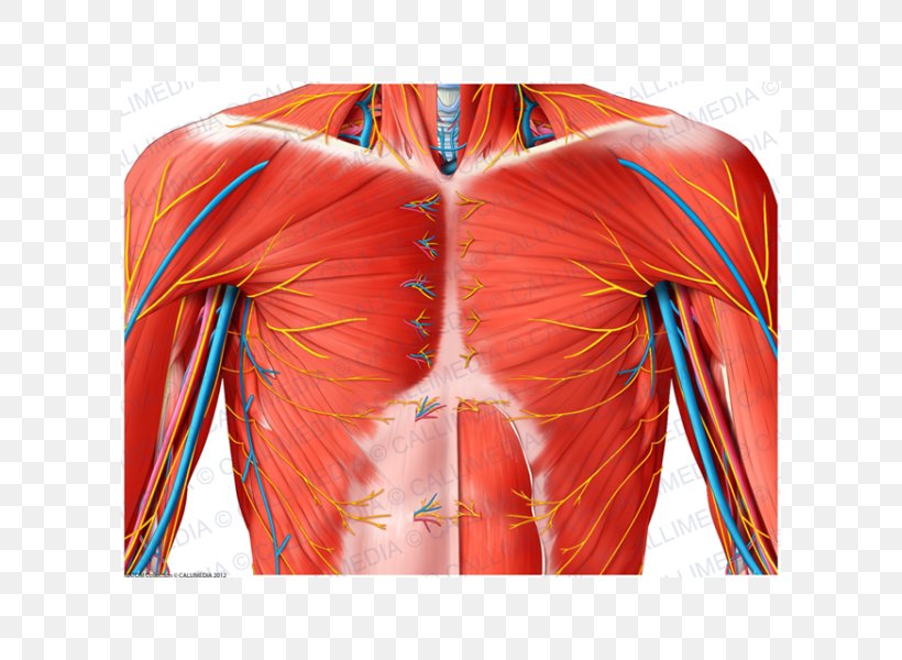 Shoulder Nerve Muscle Anatomy Blood Vessel, PNG, 600x600px, Watercolor, Cartoon, Flower, Frame, Heart Download Free